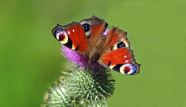 peacock-butterfly-1349221_640